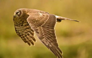 60位大師打鳥攝影大片匯總,極品中的極品