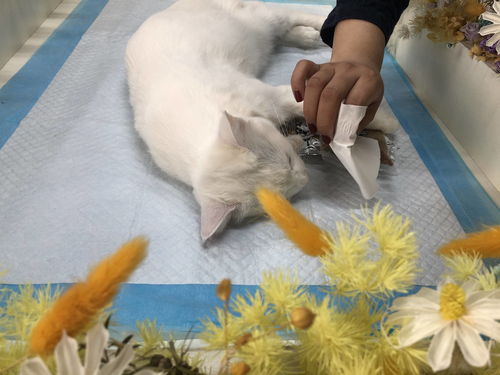 武漢寵愛多寵物善終中心,常年專注于寵物火化 寵物殯葬領域